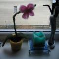 Etnamliv - Kaledine dovana - velta orchideja