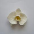 Arvydas - sagė orchidėja