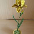 Irisas geltonas