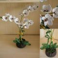Karaliskoji orchideja 2