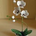 Orchideja "White Lady2 "