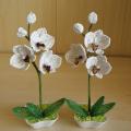Orchidejos mini "Ramune "