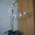 dancius - orchideja