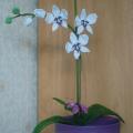 orchideja