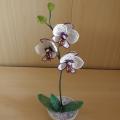 aistesil - Orchideja "Kvapni svajone "