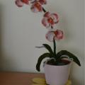 Amžinoji orchidėja