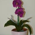 Amžinoji orchidėja2