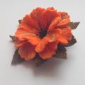 blansyte - oranžinė gėlė