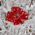 fancycolor - Karštai raudona gėlė