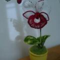 Gėlė orchidėja