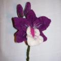 Olita - Orchideja