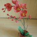 Orchideja "Laikas myleti " 46cm