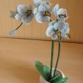 Orchideja "Ziema " 42cm