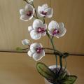 aistesil - Orchideja "Vidmante " 41cm