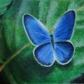 Evelina - Blue butterfly