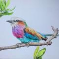 Lilac Roller bird