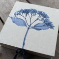 mazojira - mėlynoji hortenzija