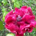 Sekme - Raudonoji gėlelė