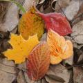 Sherlina - Paskutiniai rudens lapai