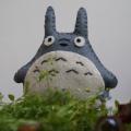 Kosora - Totoro