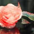 veilokine - Šilko rožė