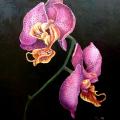 VLabinaite - Orchidėja 50x60