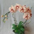 Lilija12 - Orchideja