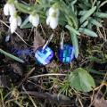 Mėlyni Svarovskio kristalai "Bermuda Blue", sidabriniai auskarų kabliukai