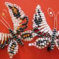 Agava - Sidabriniai drugeliai