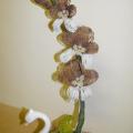Babygrite - Orchideja
