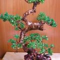 Lilija12 - bonsai