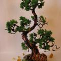 Lilija12 - bonsai medis