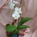 Baltoji orchidėja