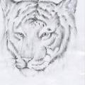Doma - Tigras