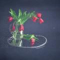 editaskri - tulpės vazoje