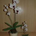 orchideja "Duetas "
