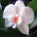 Orchideja - sage
