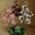 Orchidejos "Trio "
