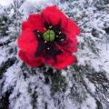 Editos-spalvos - Raudonoji gėlelė