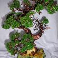 Lilija12 - bonsai