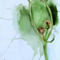 zemuogiupievele - Pievos augalėlis